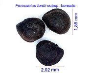 Ferocactus fordii ssp. borealis JM.jpg